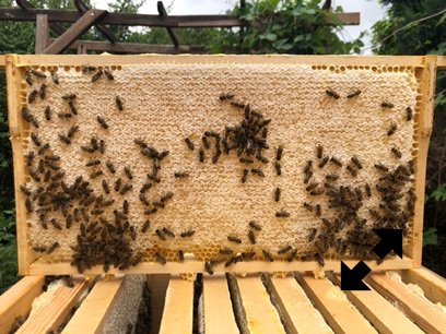 Honigwabe mit Bienen.